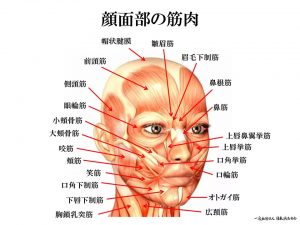 会員専用 資料（顔面部の筋肉）